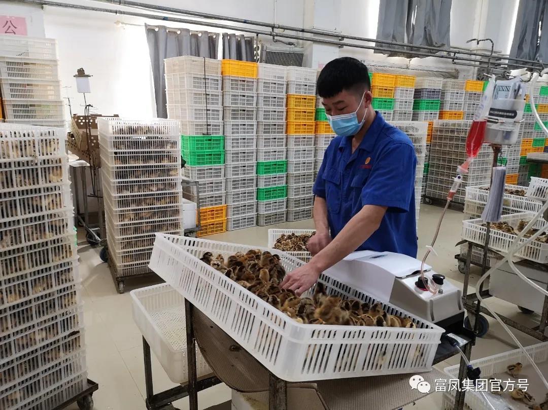 廣西富鳳農牧集團有限公司